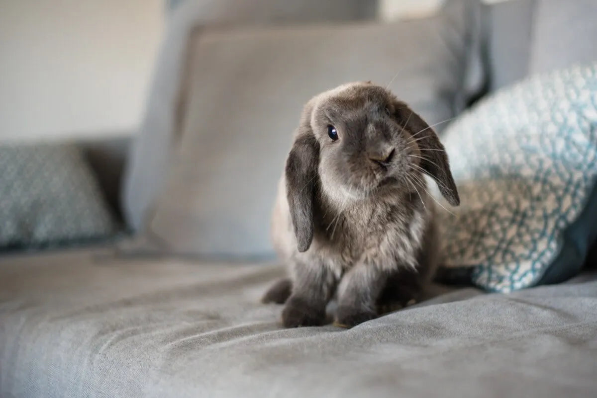 Small Animal